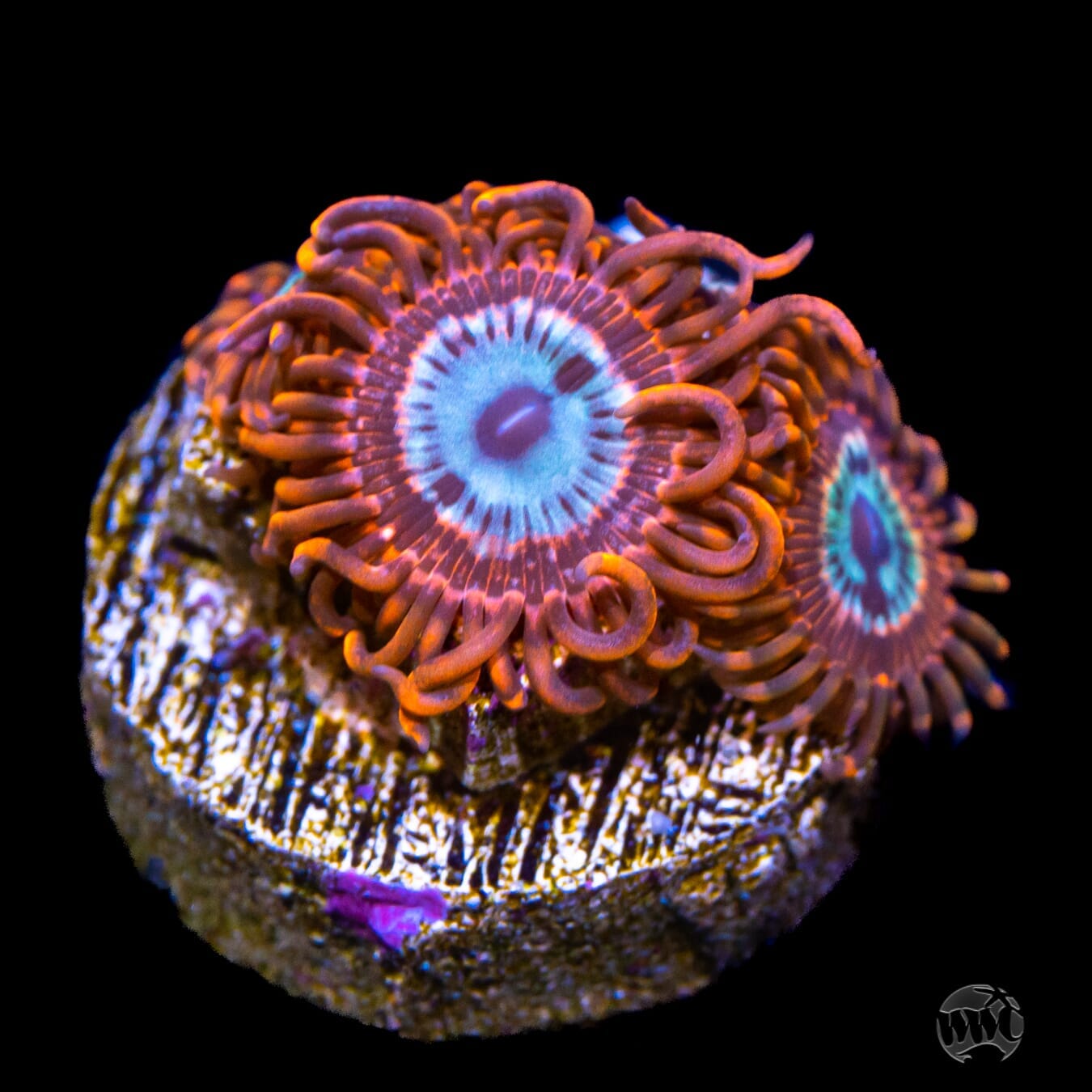 Utter Peace Zoanthids
