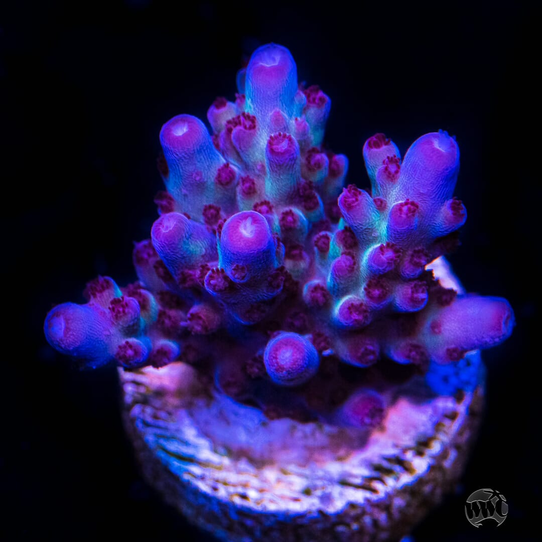 Vivid Rainbow Acropora