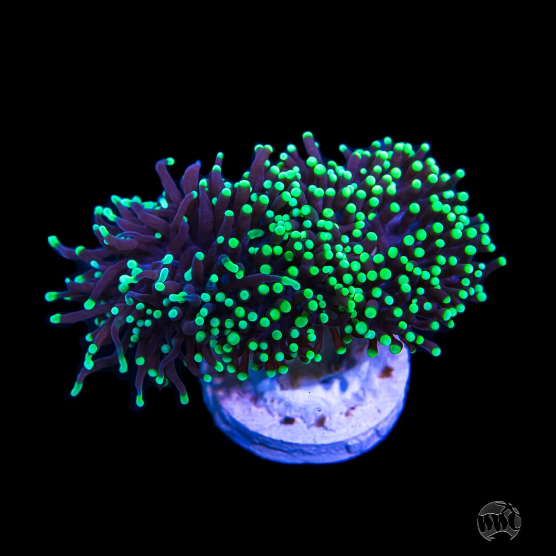 Pink Tip Neon Green Torch Coral – Under The Sea Niagara