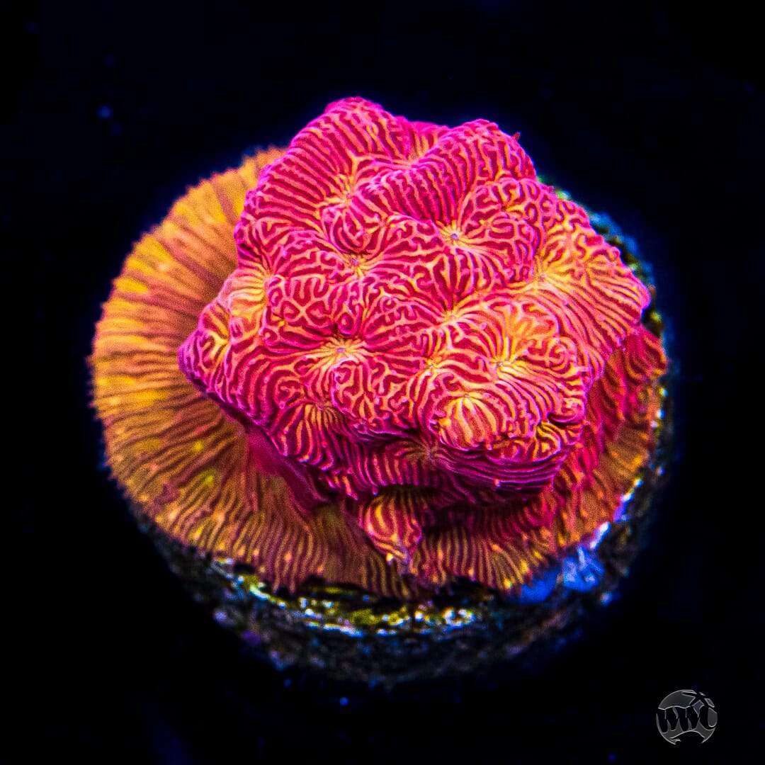 WWC Tan Lady Leptoseris Coral