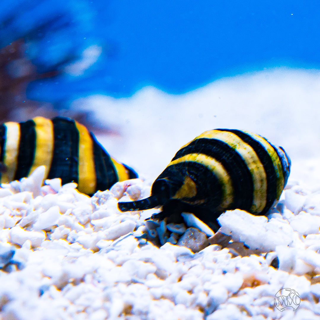 Bumblebee Snail