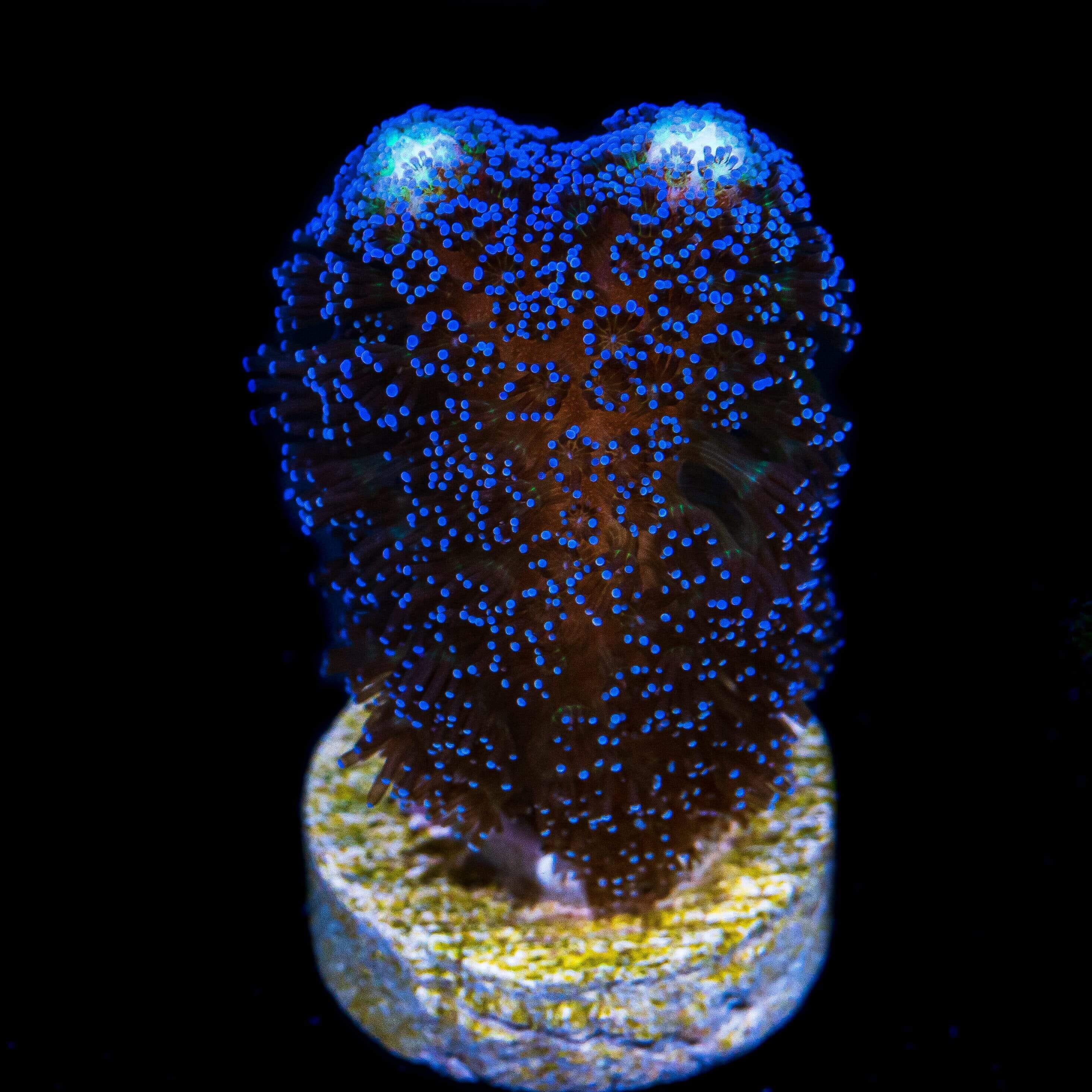 Blue Coral Specimen (17W x 12H)