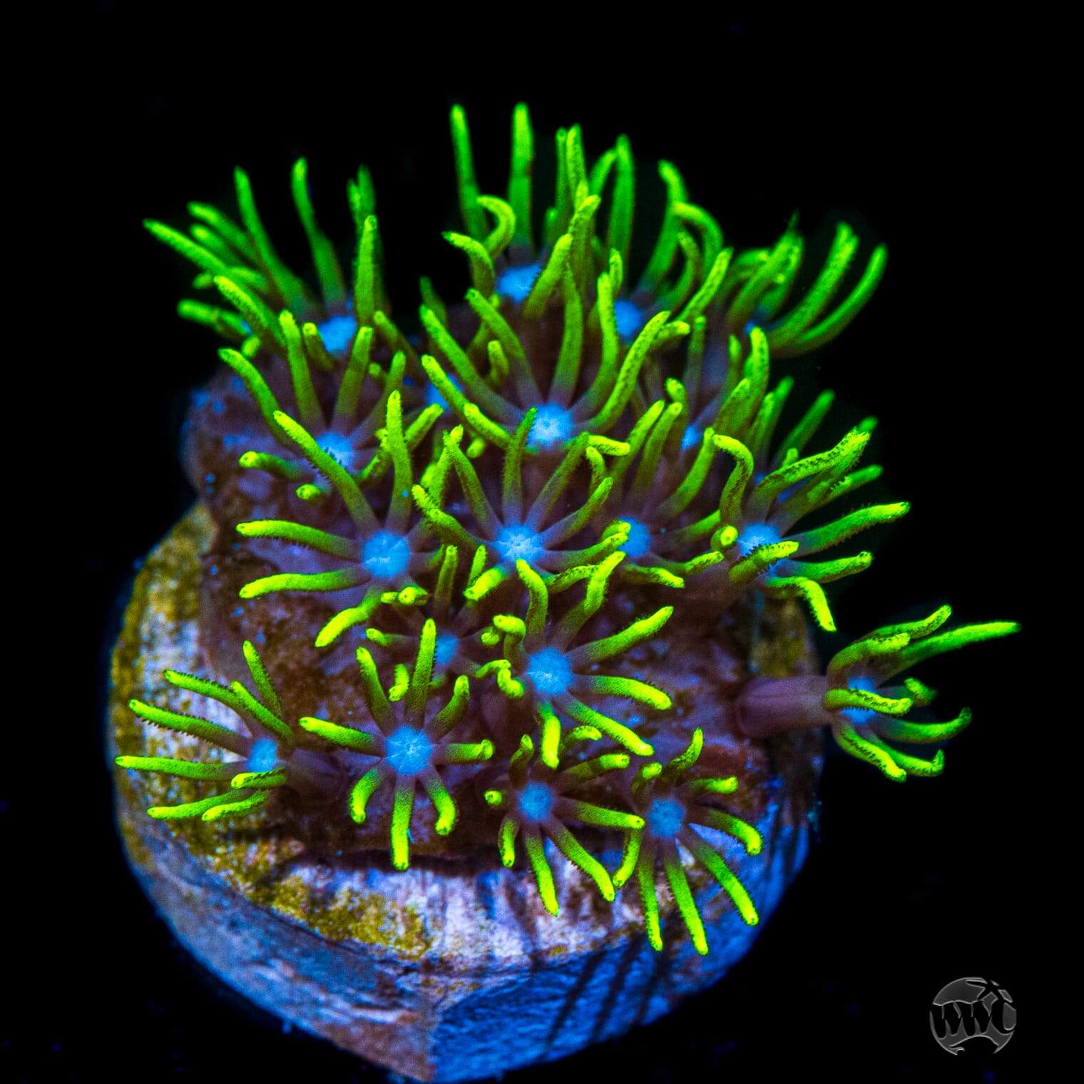WWC Blue Center Green Star Polyps Coral