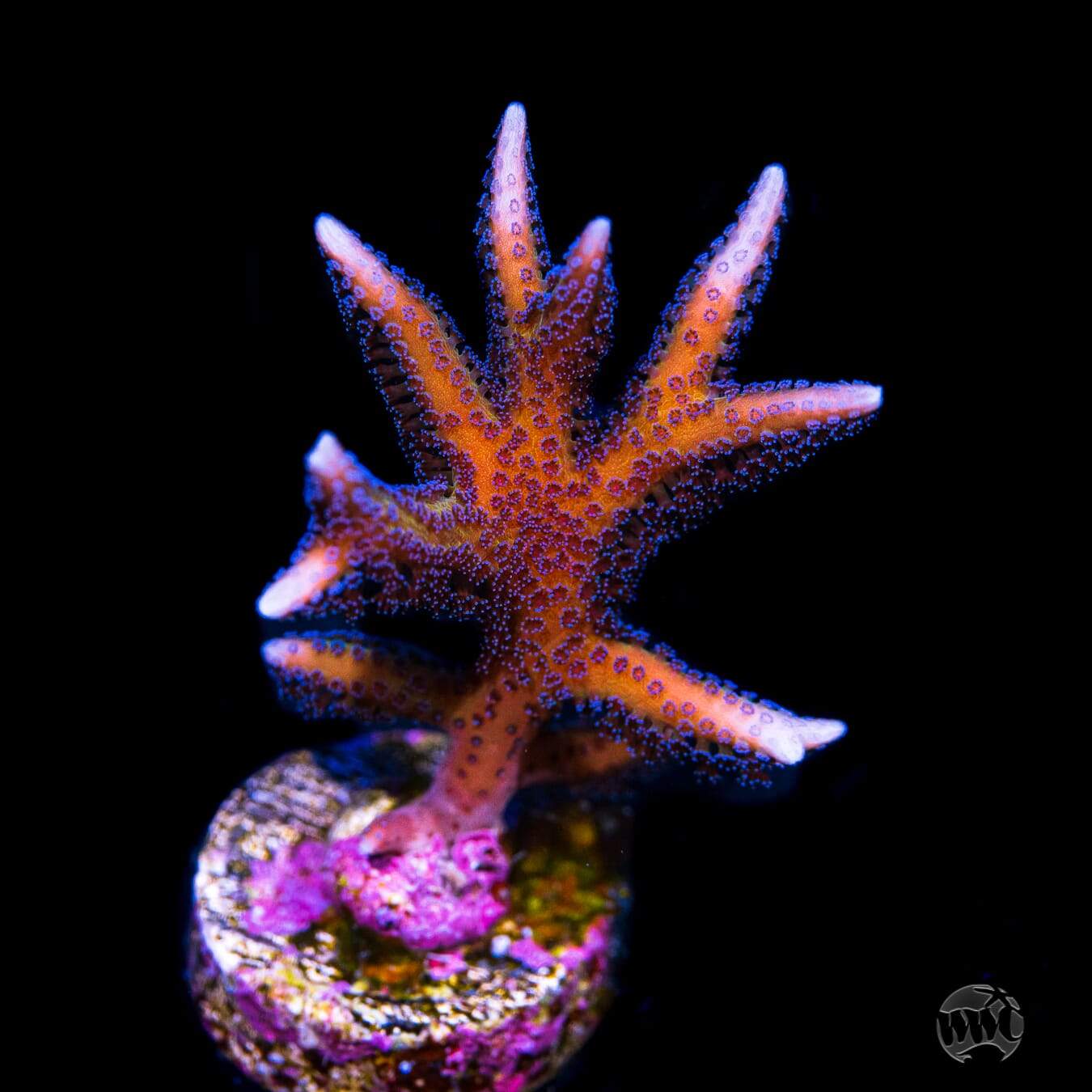 WWC Blue Polyp Birdsnest Coral