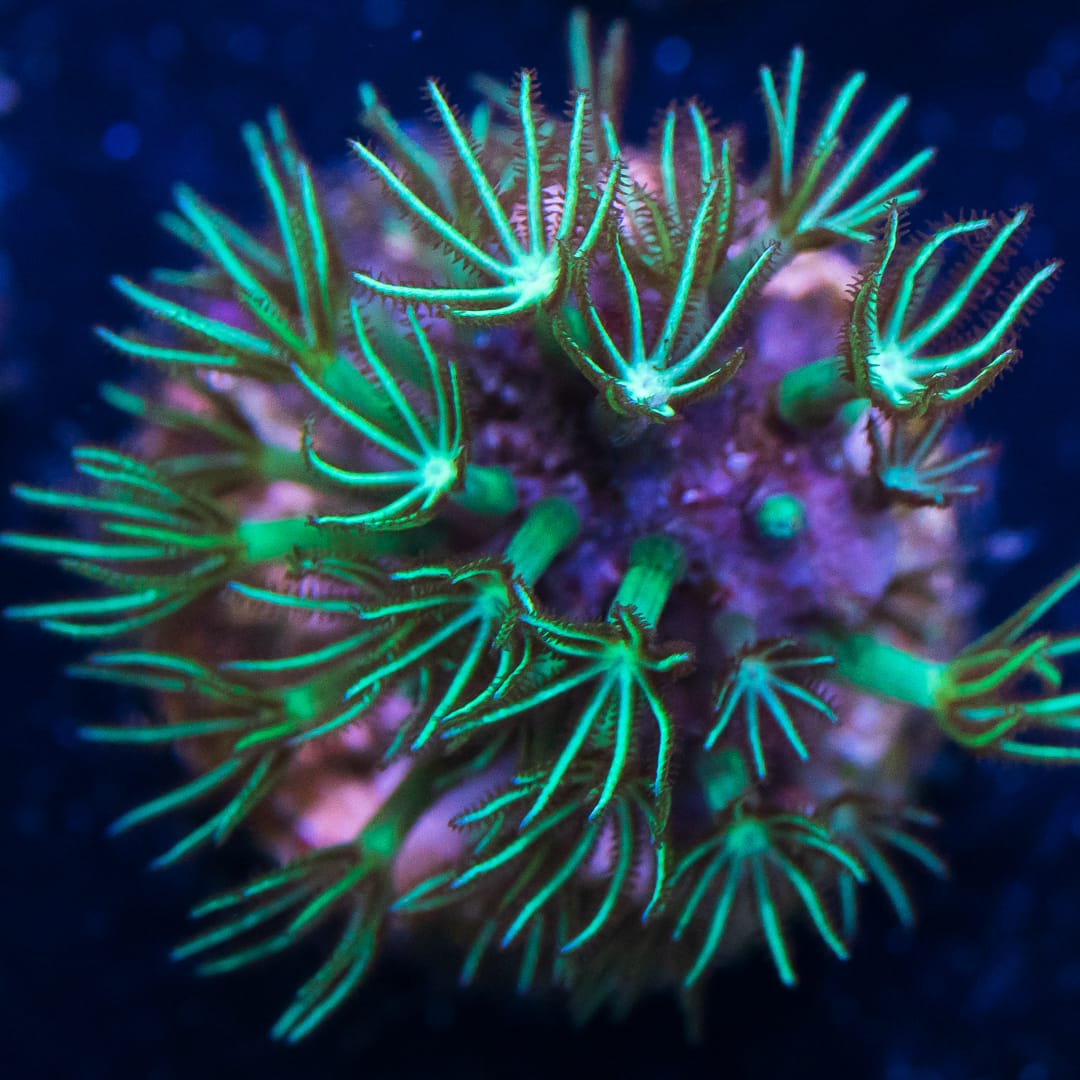 WWC Long Polyp Green Star Polyp