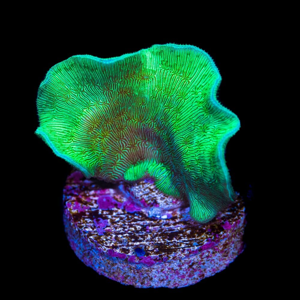 WWC Cactus Pavona Coral