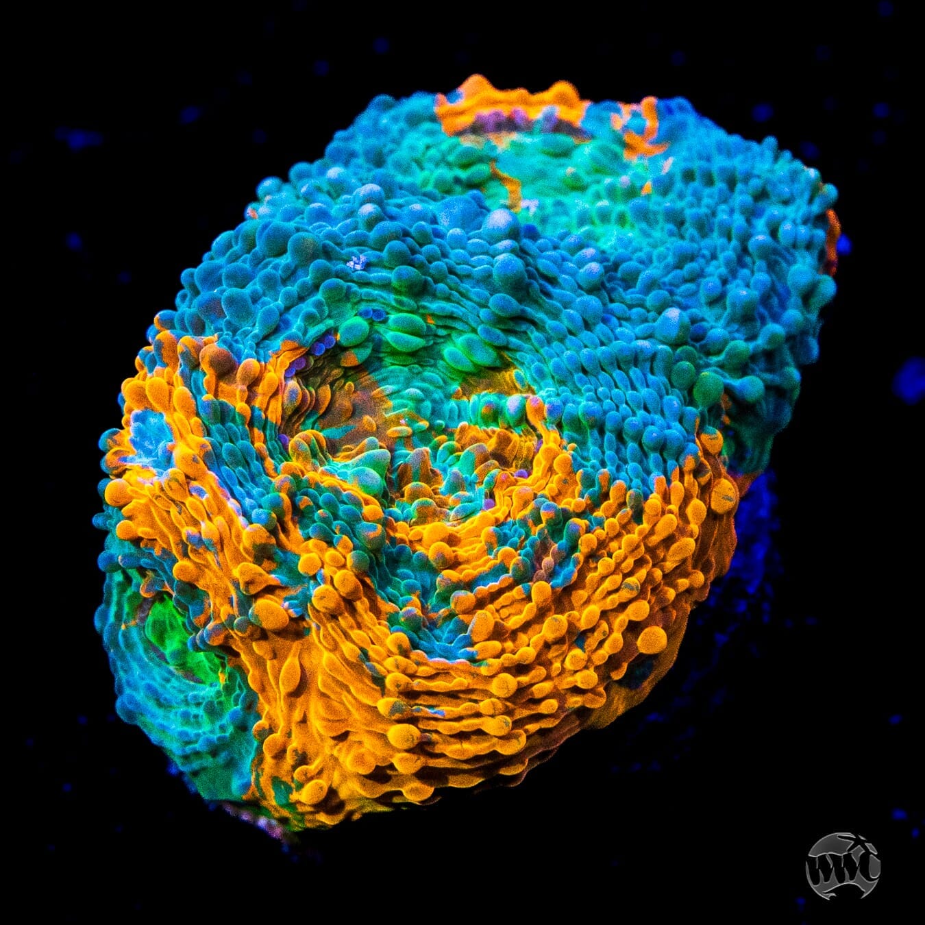WWC Chemical Romance Echinata Coral