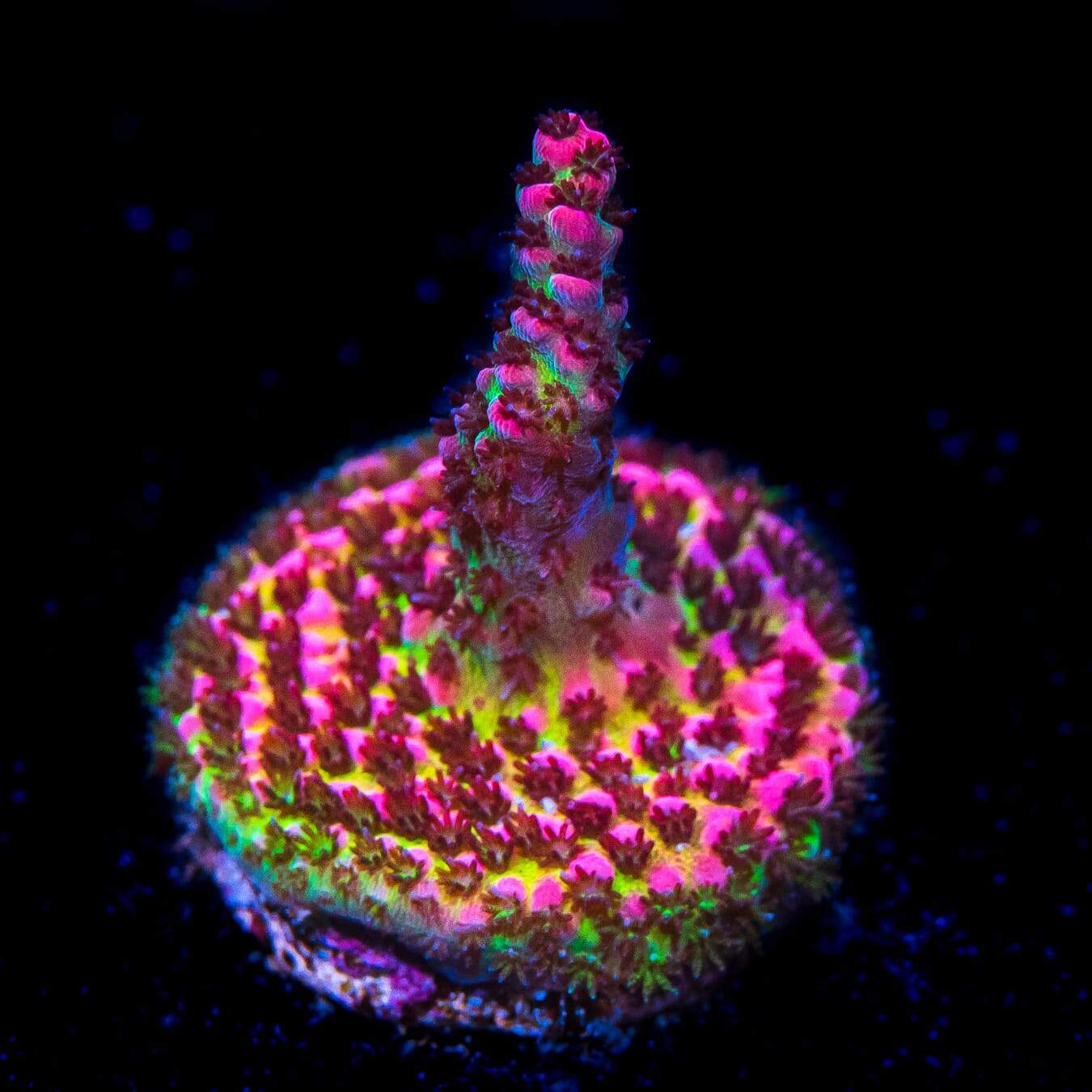 WWC Christmas Mirabilis Acropora
