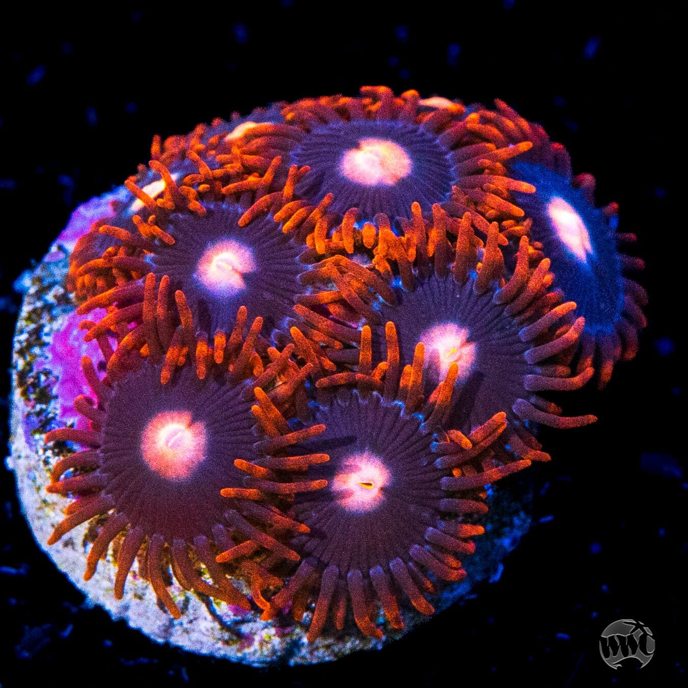 WWC Clementine Chaser Zoanthids - Daylight Photo