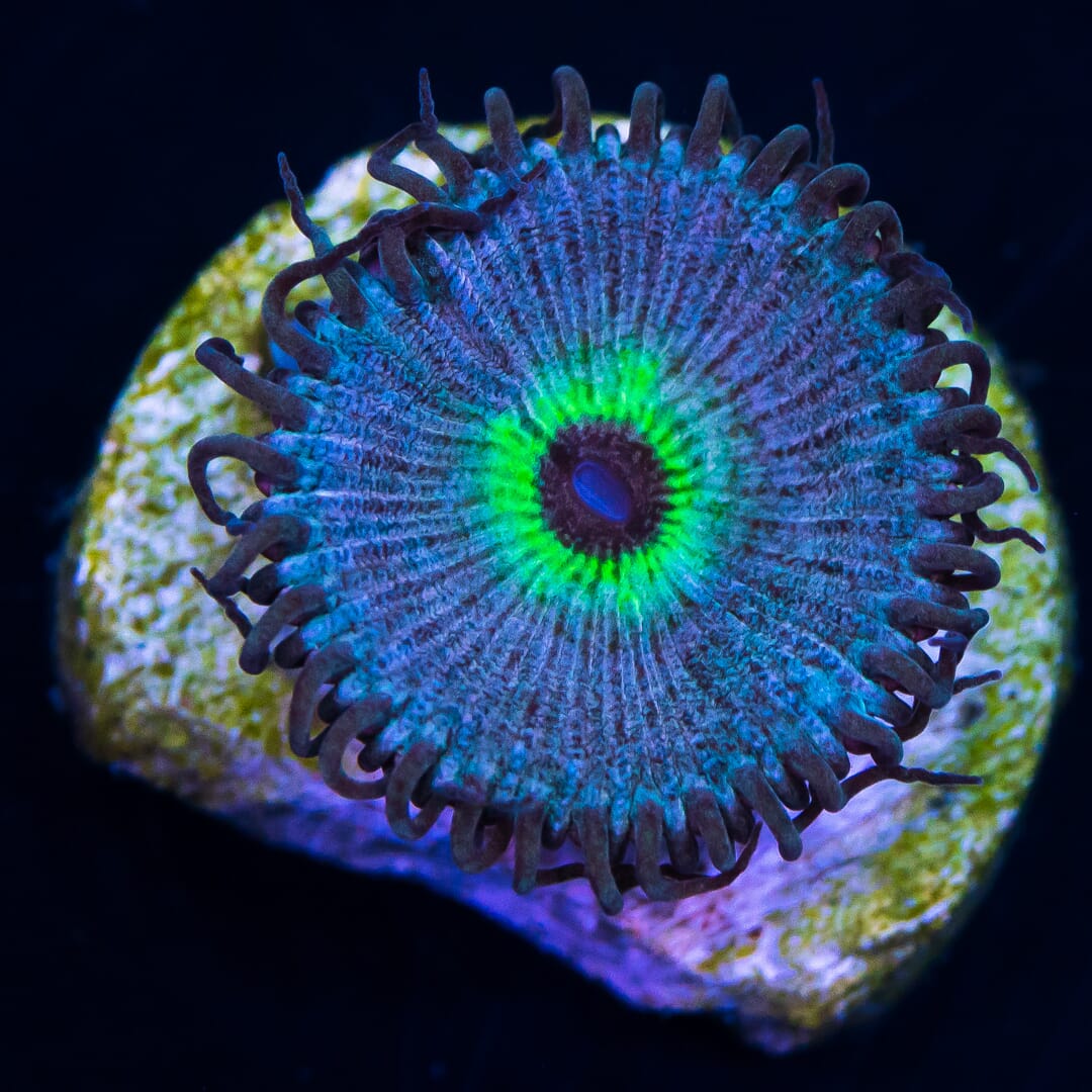David Blaine Palythoas