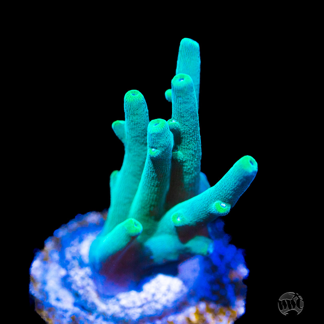 WWC Deepwater Temptress Acropora