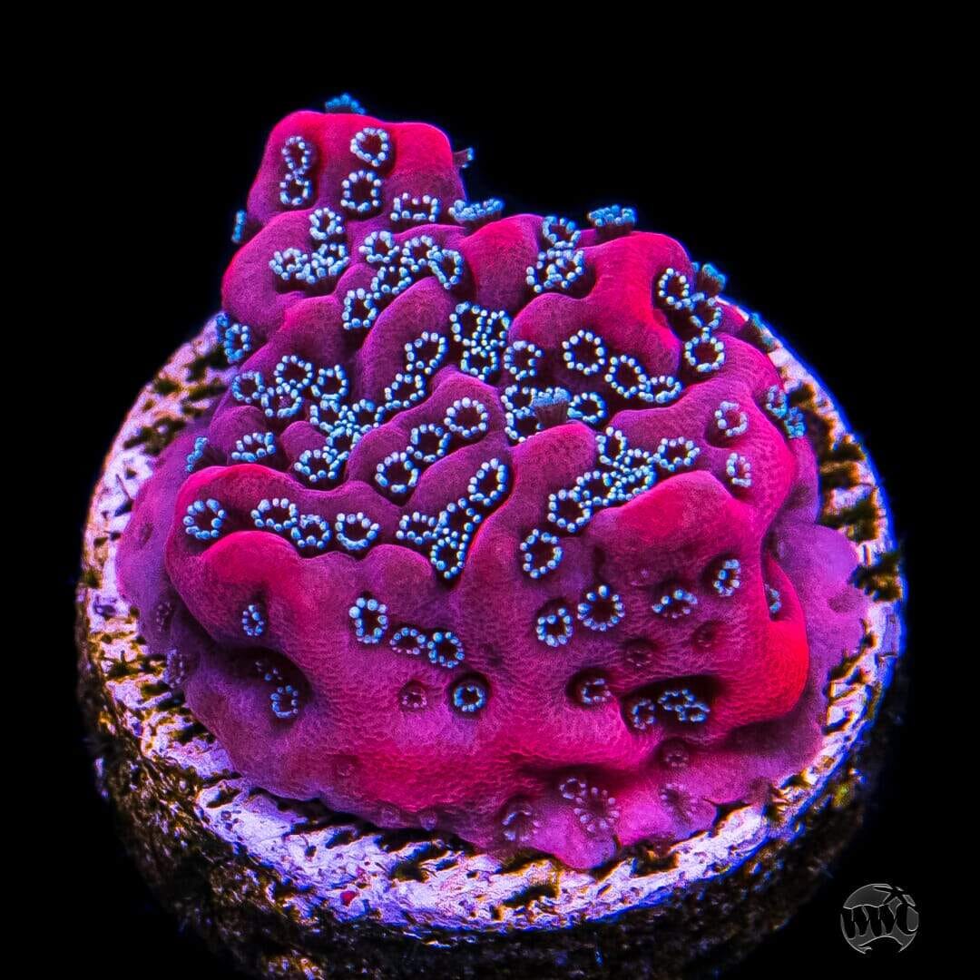 WWC Dragonfruit Montipora