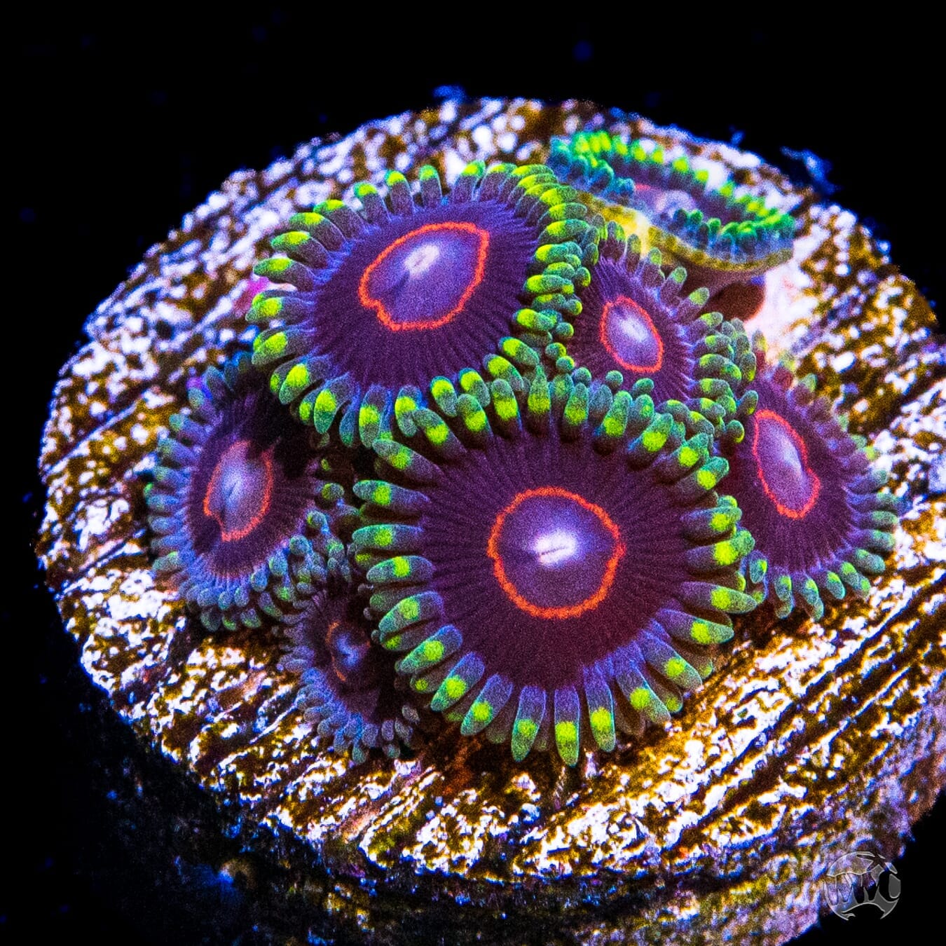 WWC Evil Heart Zoanthids - Daylight Photo