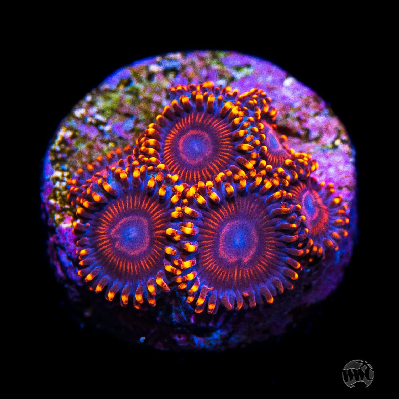 WWC Flaming Dragon Zoanthids