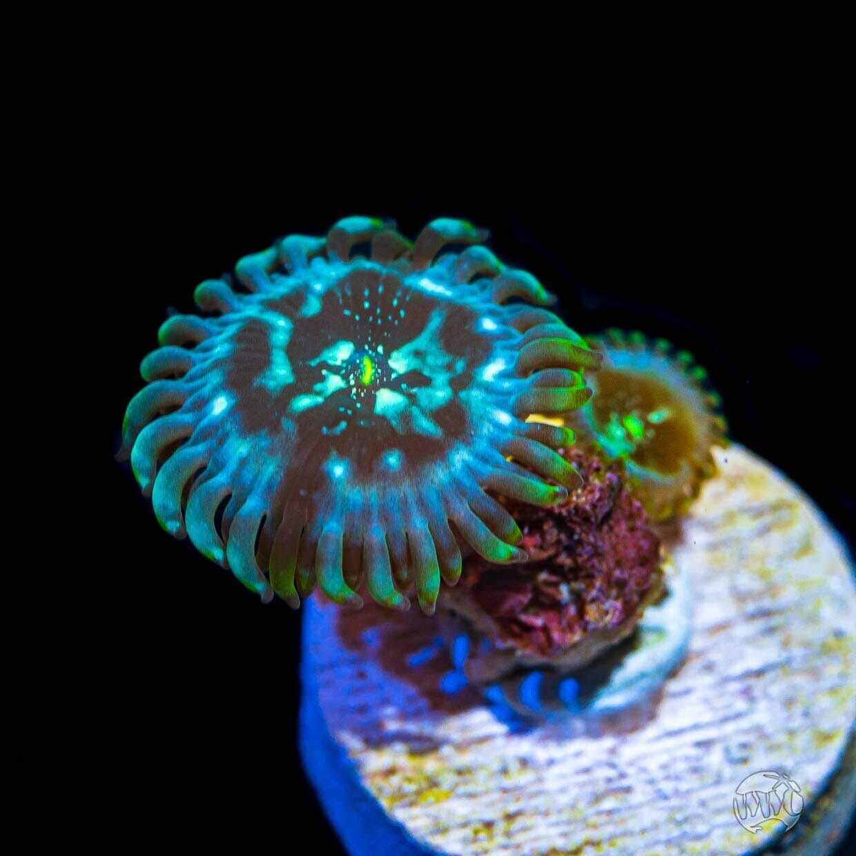 WWC Gaias Zoanthids - Daylight Photo