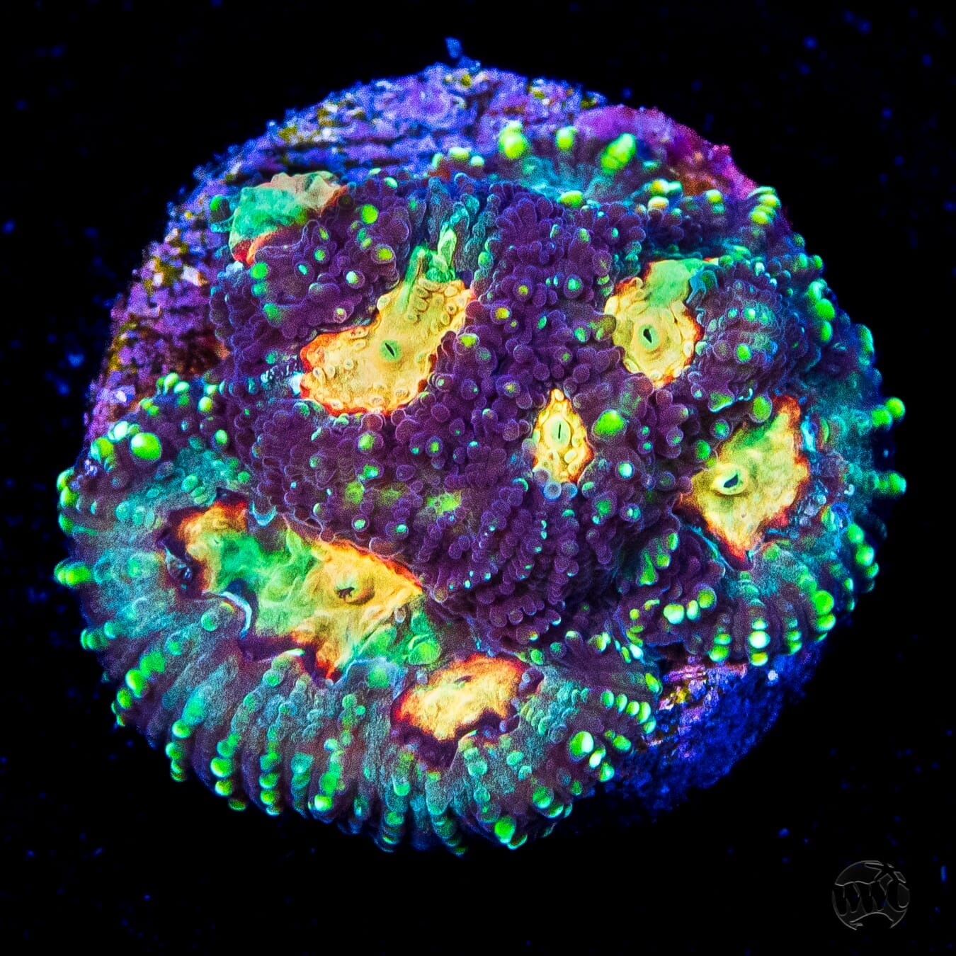WWC Gold Digger Favia Coral