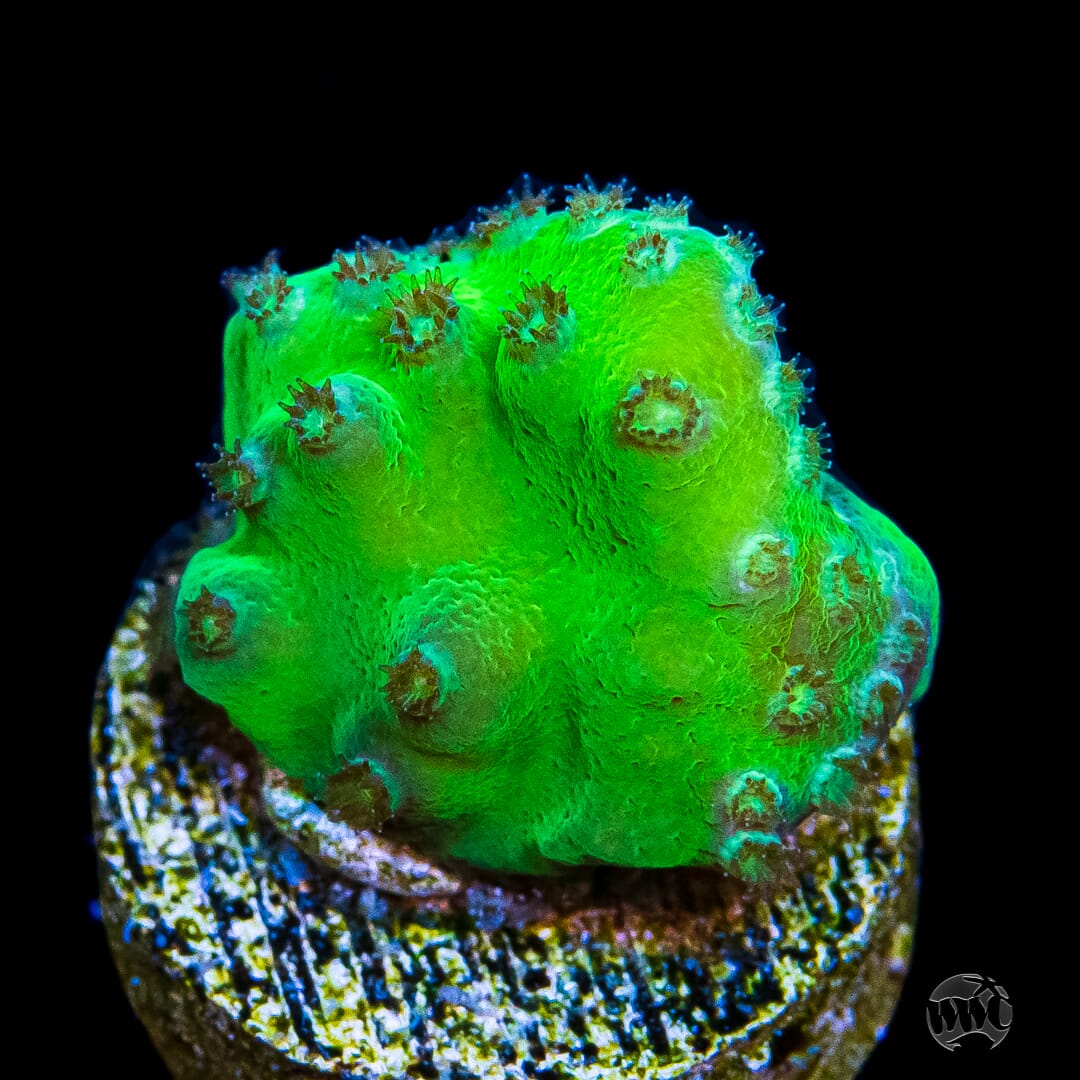 WWC Green Fire Turbinaria - Daylight Photo