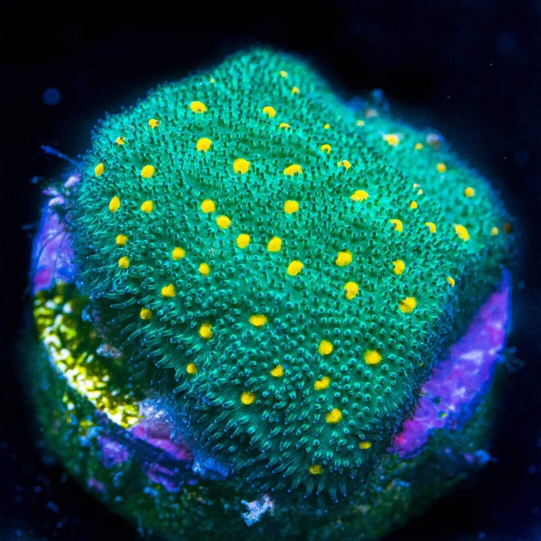 WWC Harvest Moon Psammocora Coral
