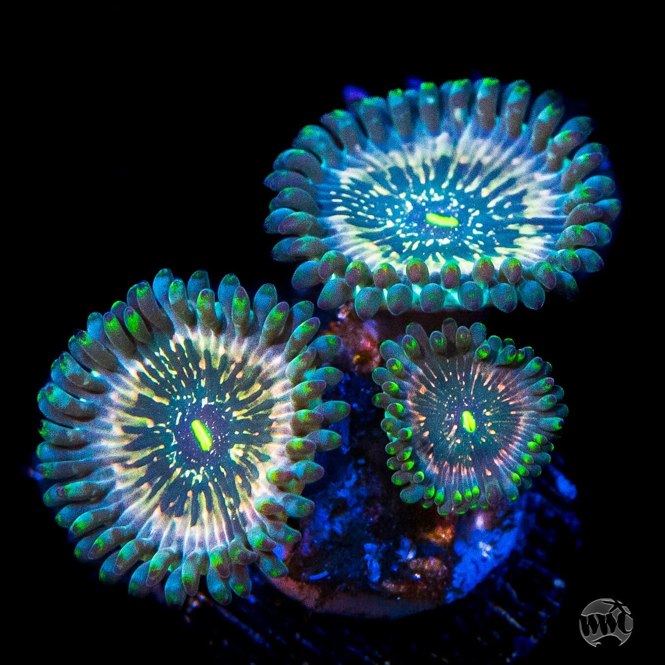 WWC Hawaiian Ding Dang Zoanthids - Daylight Photo