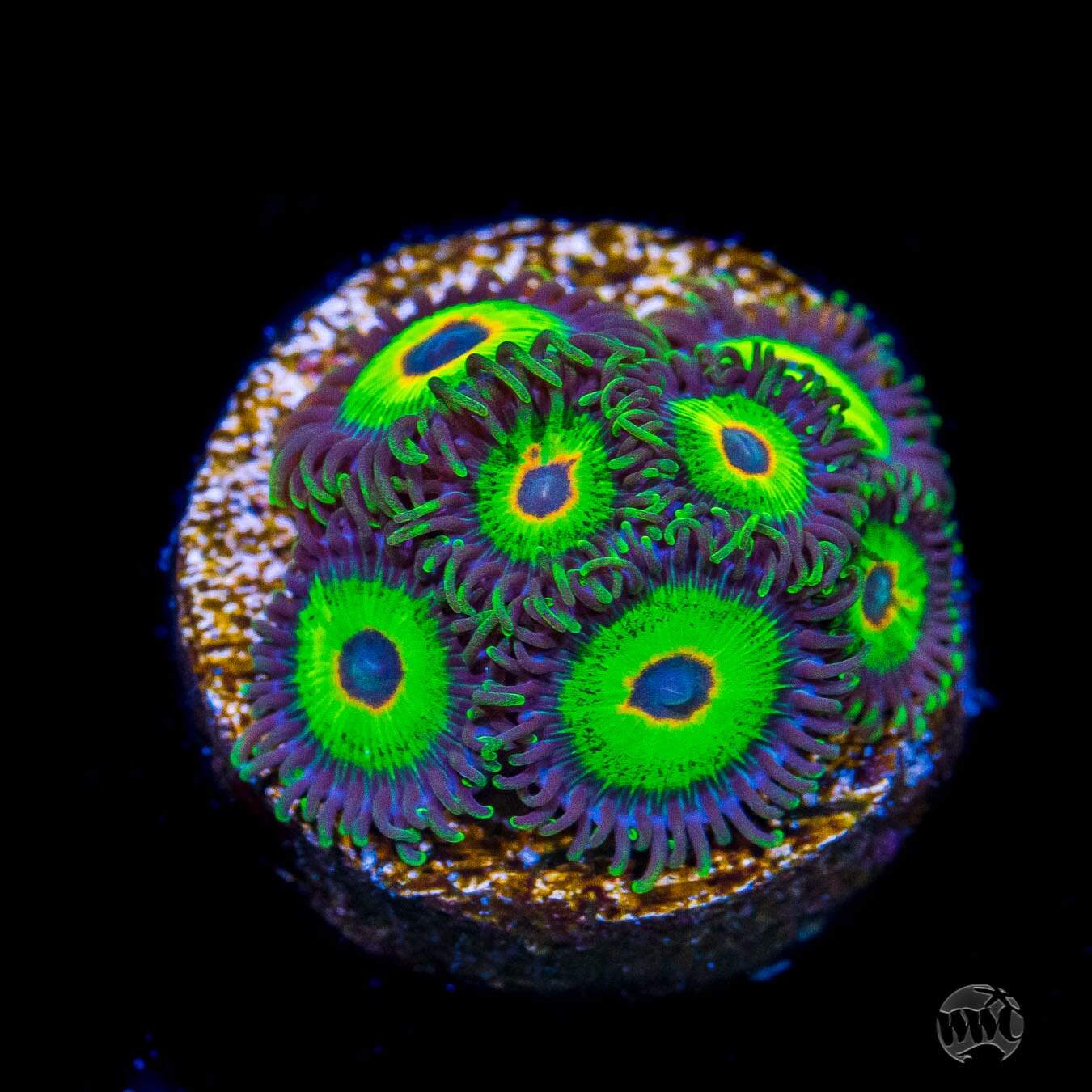 WWC Island Time Zoanthids