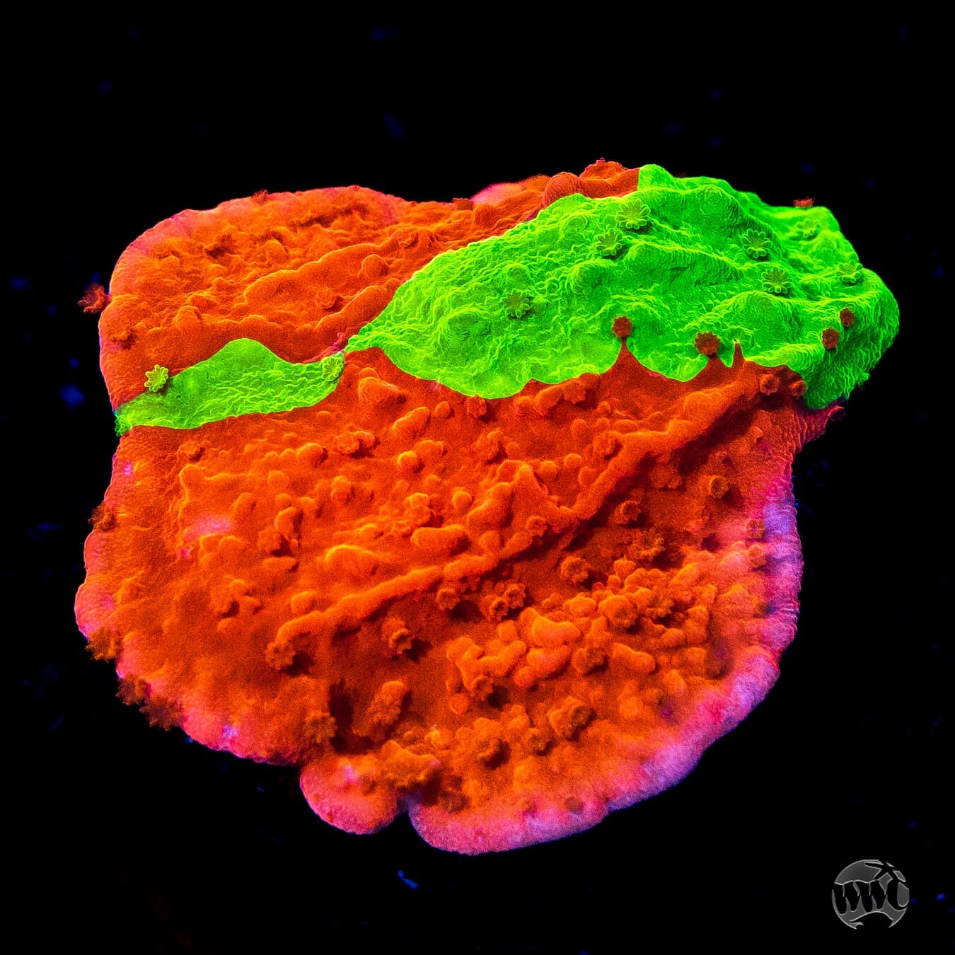 WWC Jaw Breaker Grafted Montipora