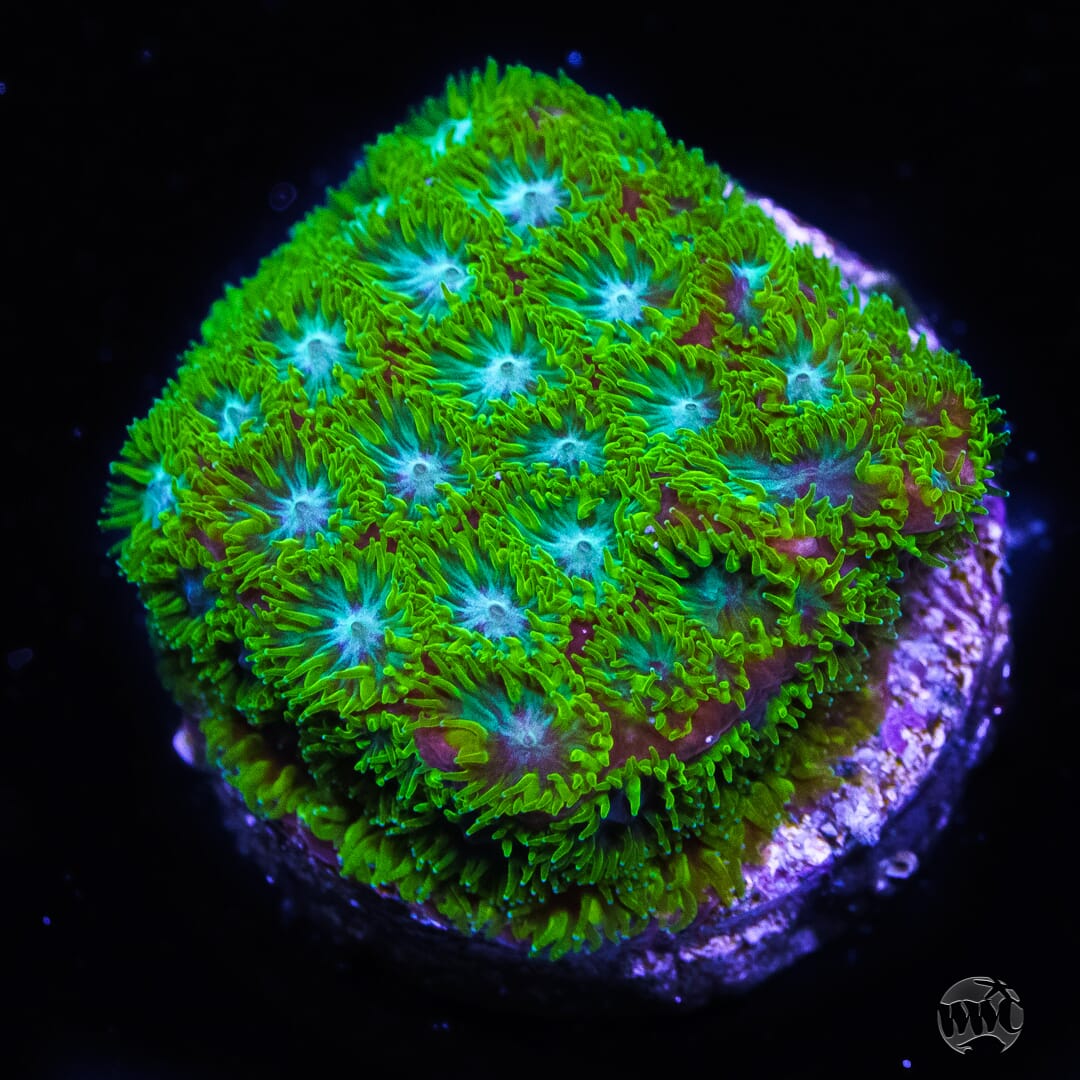 WWC Kermit The FrogLeptastrea