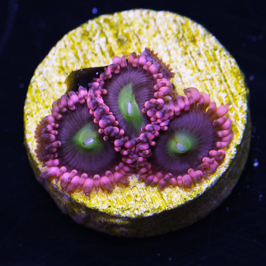 WWC Fairy Godmother Zoanthids