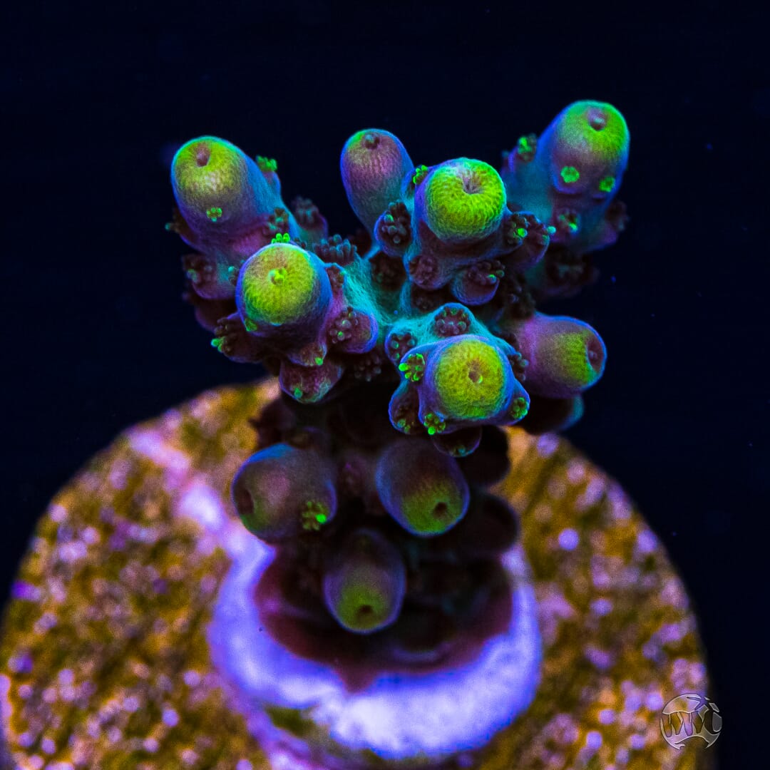 WWC Lemon Fizz Acropora