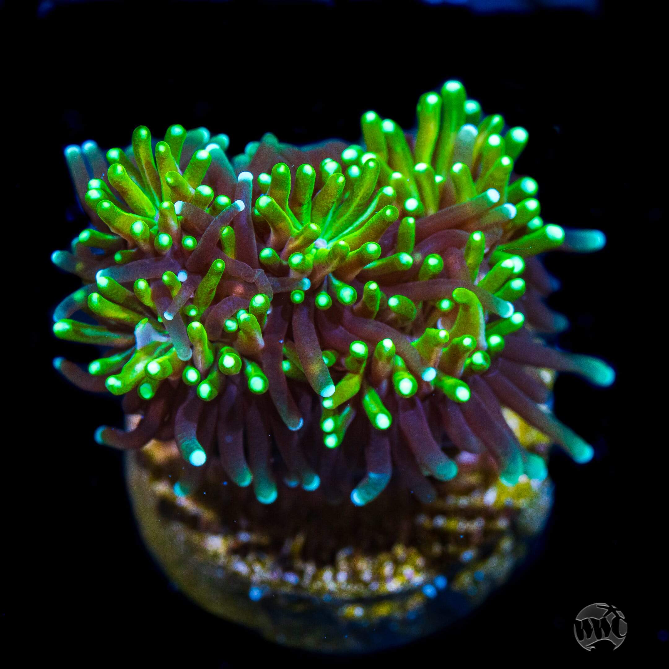 WWC Lemonade Galaxea Coral