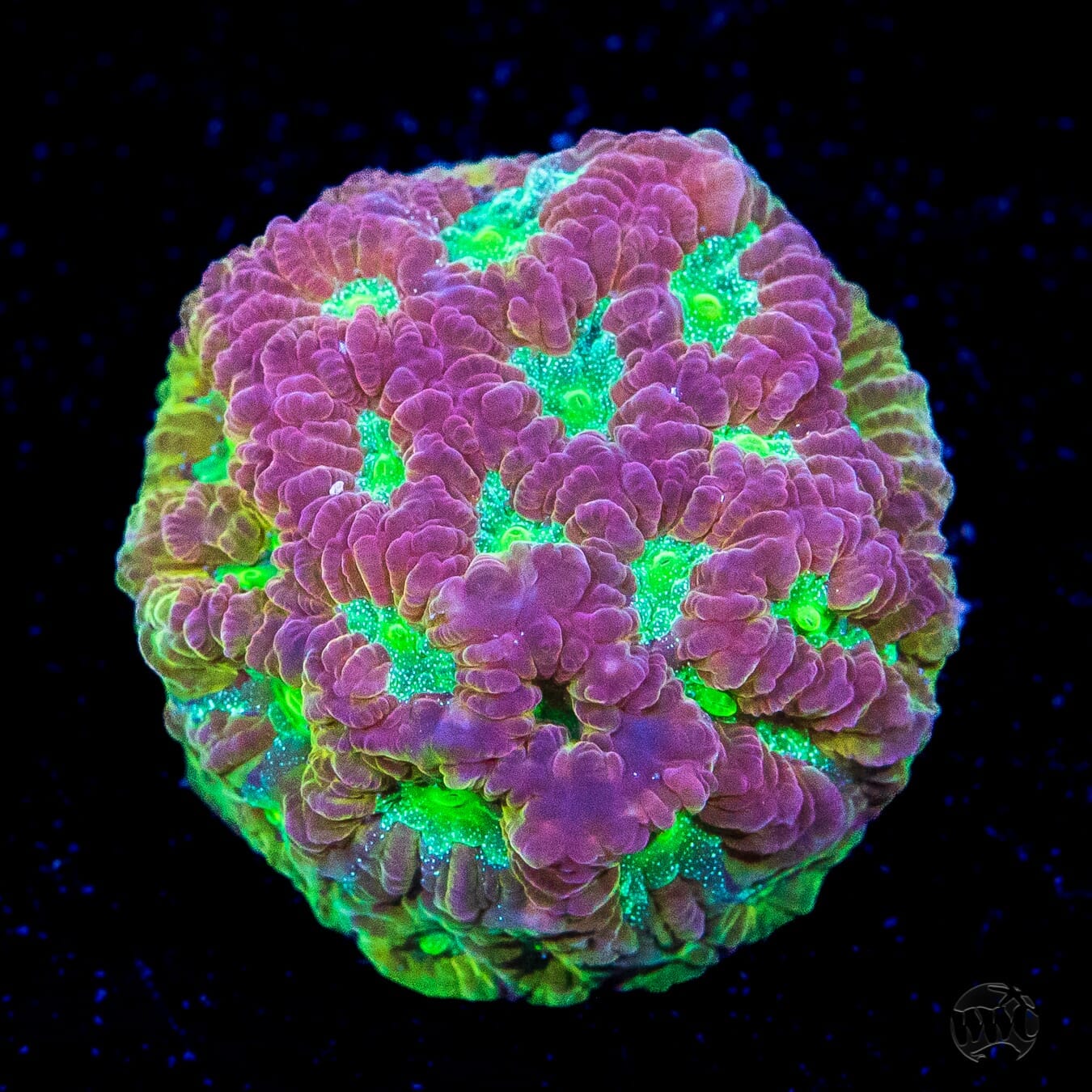 WWC Magic City Favites Coral