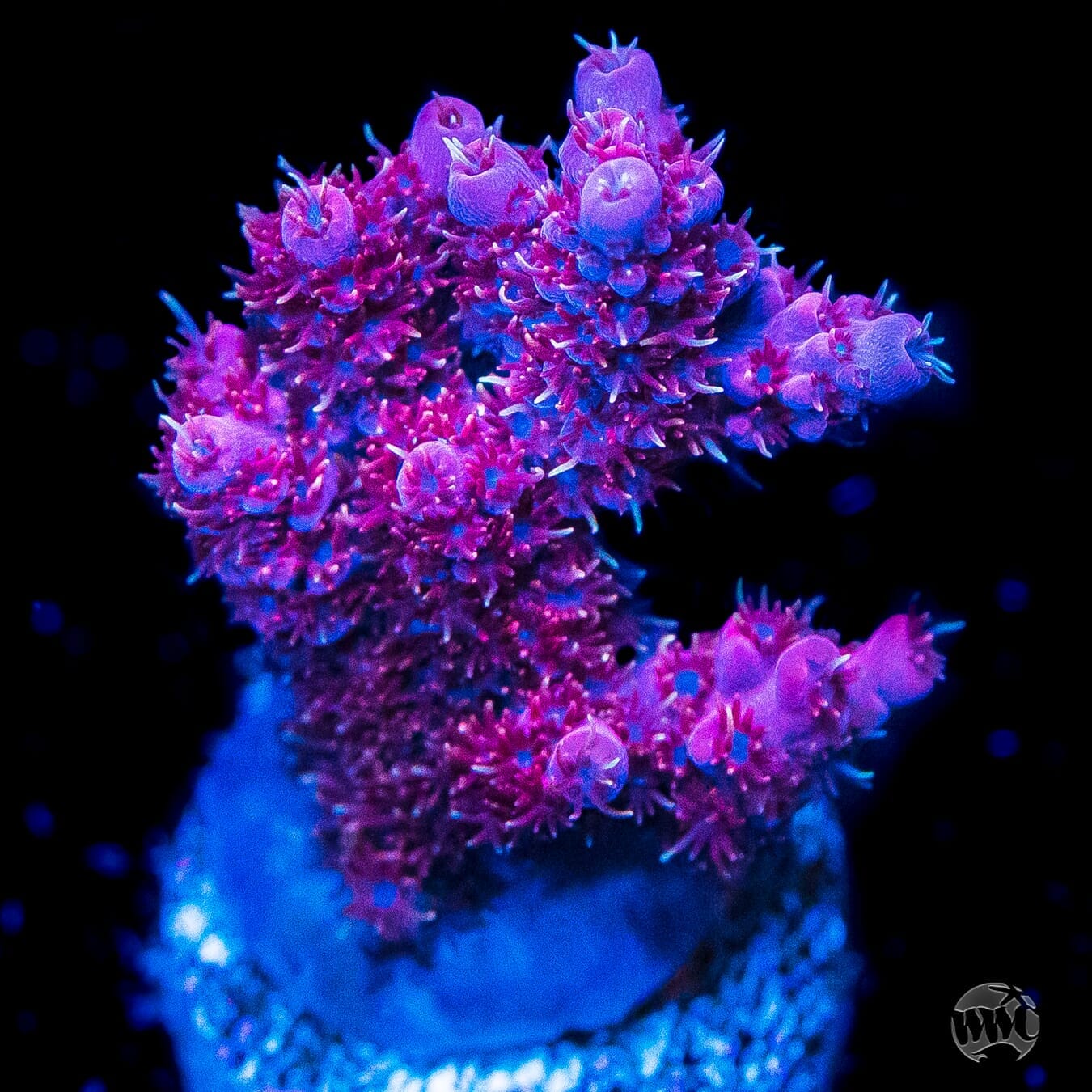 WWC Man of Steel Tabling Acropora