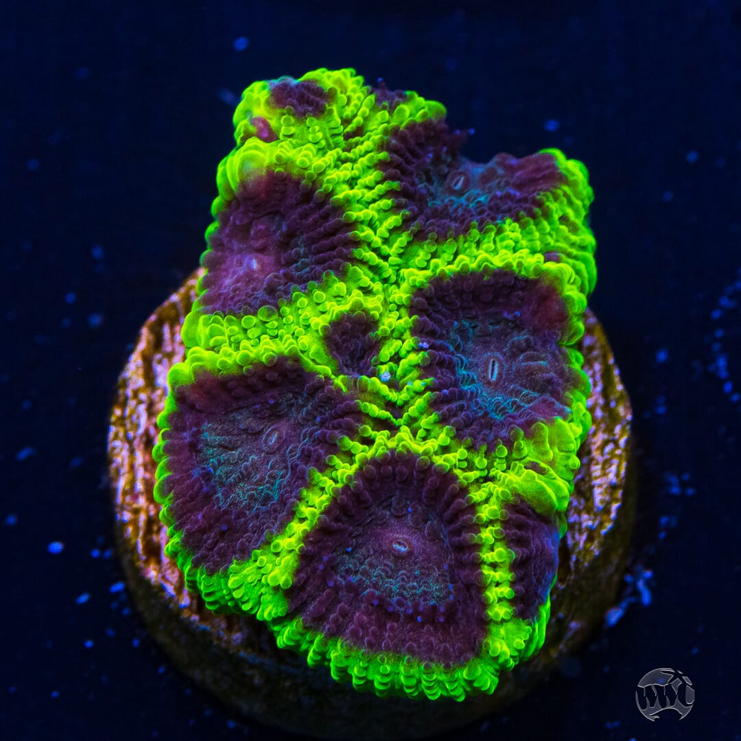 WWC Mystic Grape Favia
