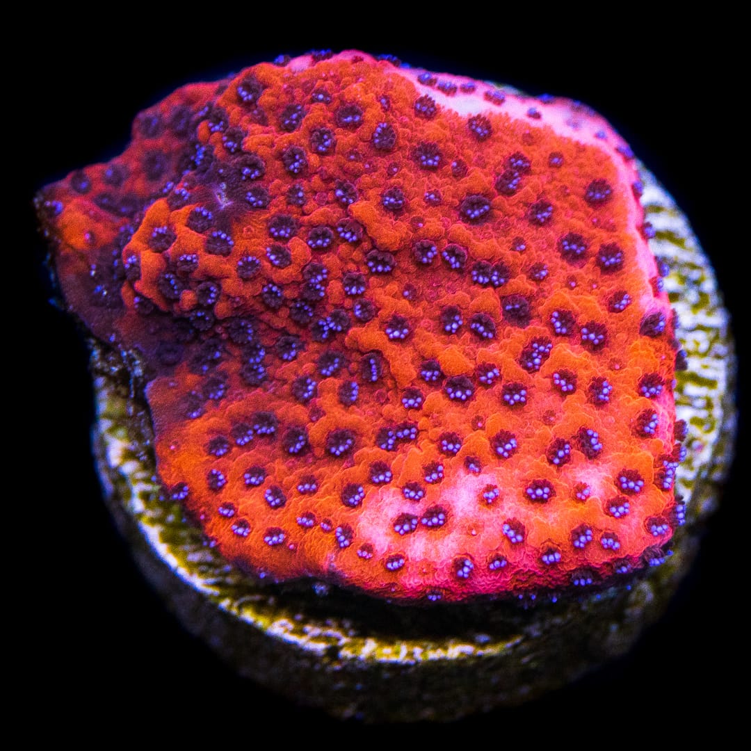 WWC Mystic Sunset Montipora Coral