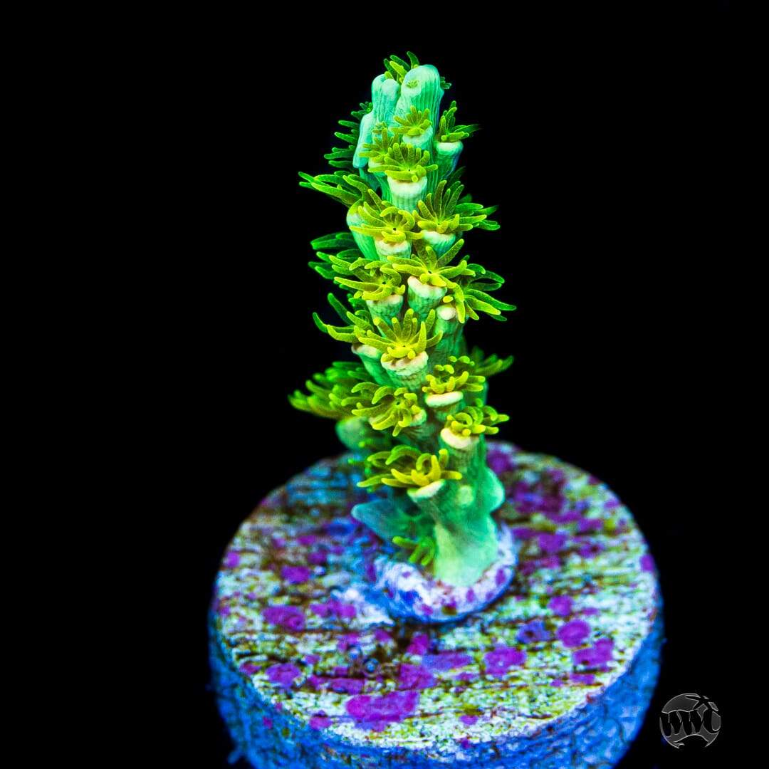 WWC Ninja Turtle Acropora