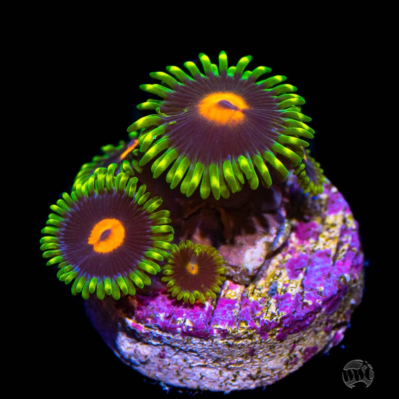 WWC Peacock Nipple Zoanthids