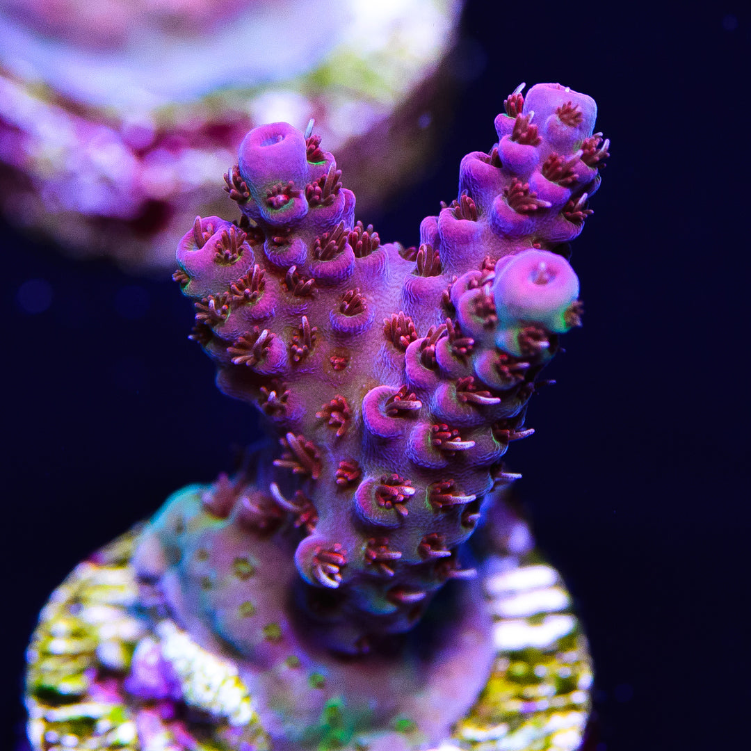 WWC Pirahna Acropora - Daylight Photo