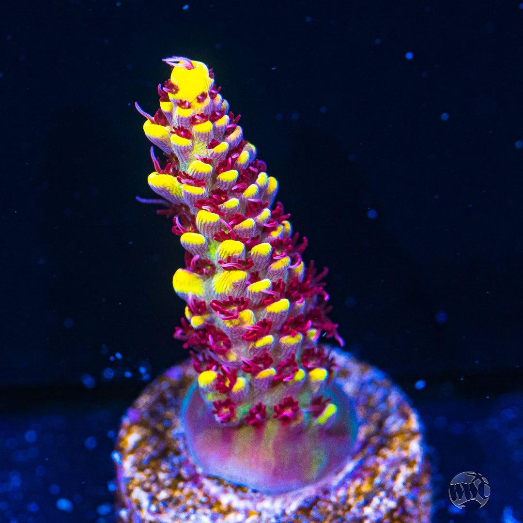 WWC Super Red Polyp Clathrata Acropora