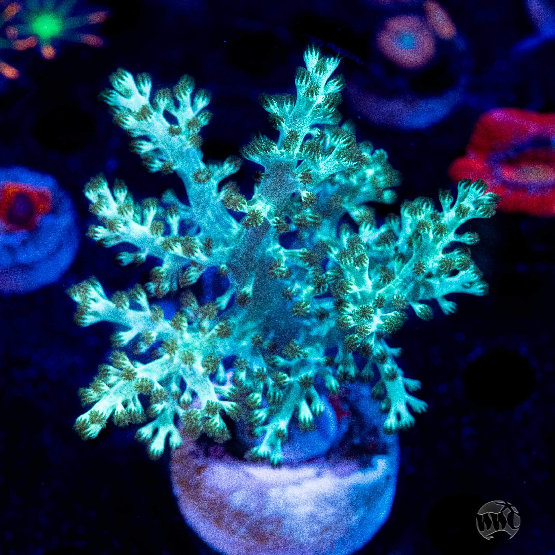 WWC Solomon Hairy Leather Coral