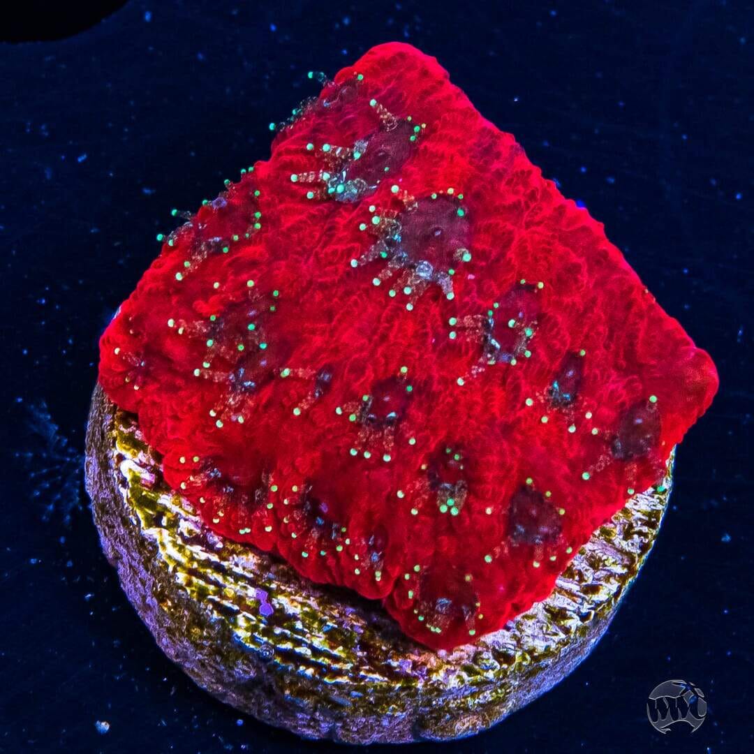 WWC Spiderman Favites