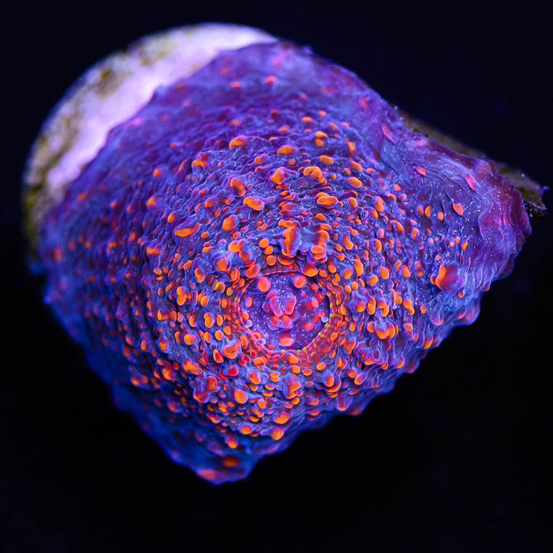 WWC Stardust Chalice - Daylight Photo