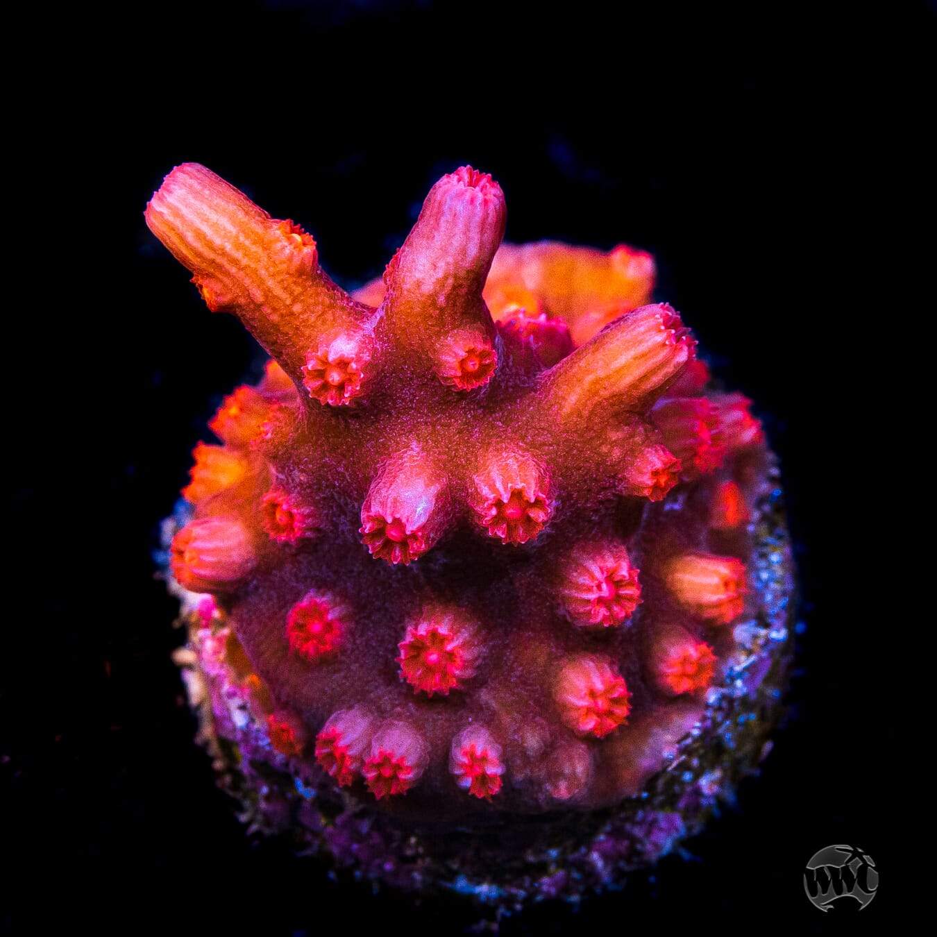 WWC Strawberry Branching Cyphastrea Coral