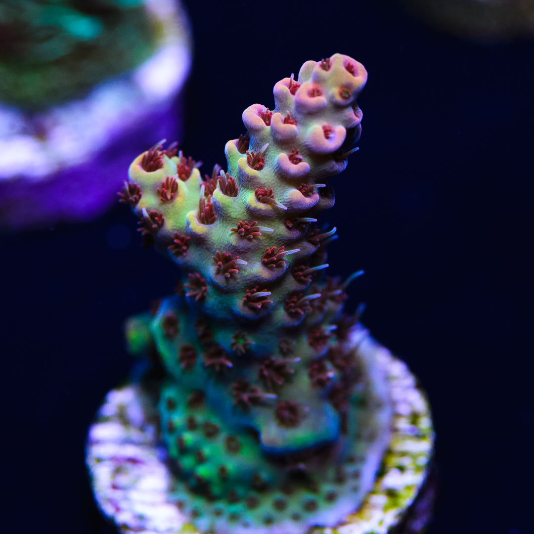 WWC Sun God Acropora - Daylight Photo