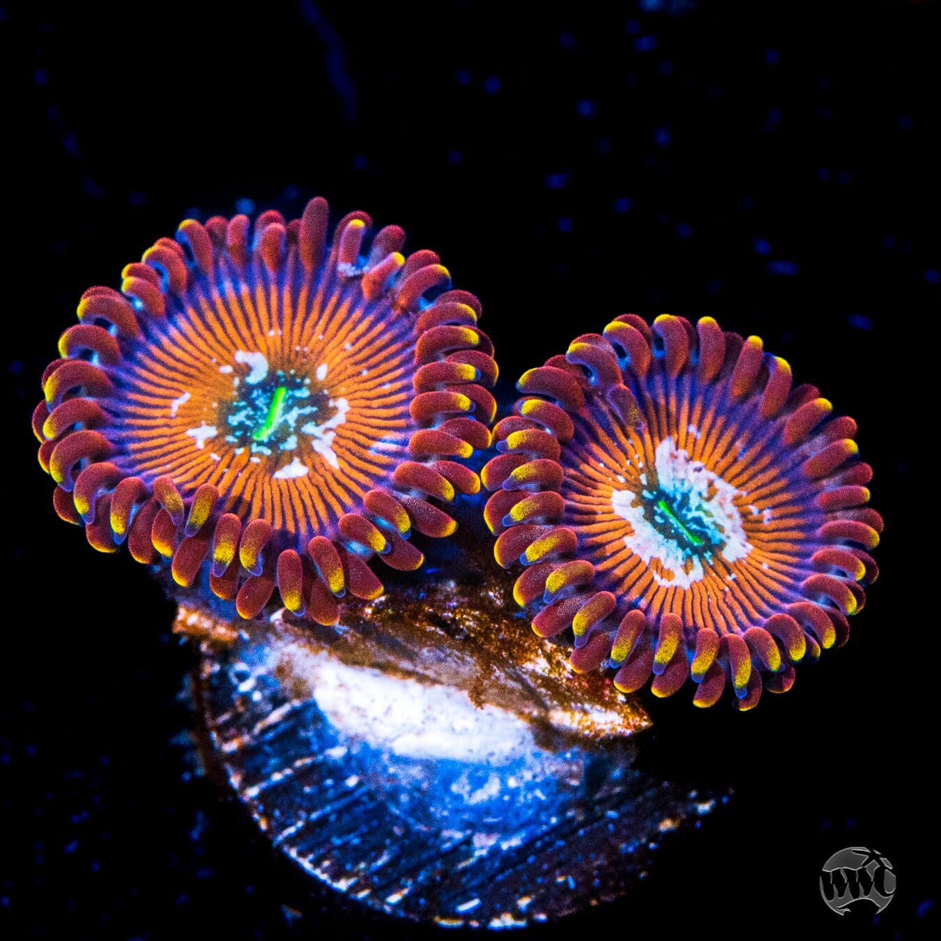 WWC Warlock Zoanthids - Daylight Photo