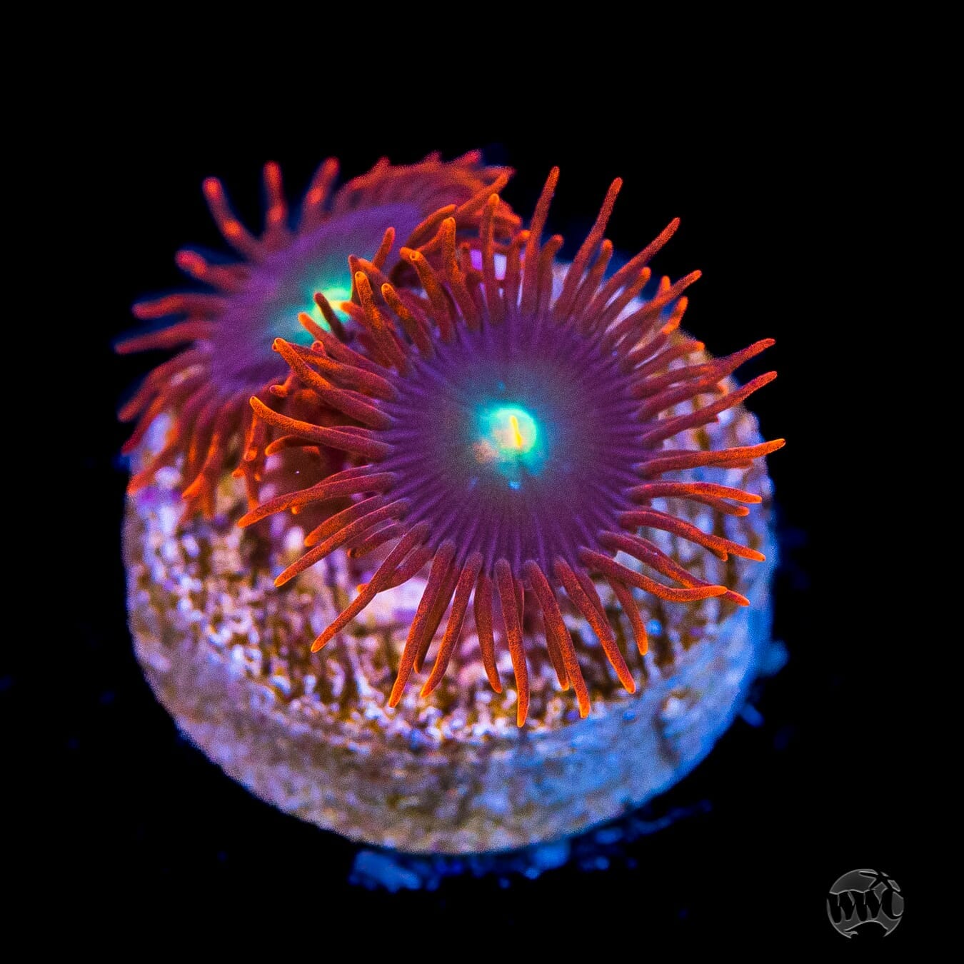 WWC Wildfire Zoanthids