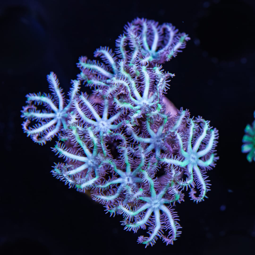 WWC Winters Pipe Organ Coral