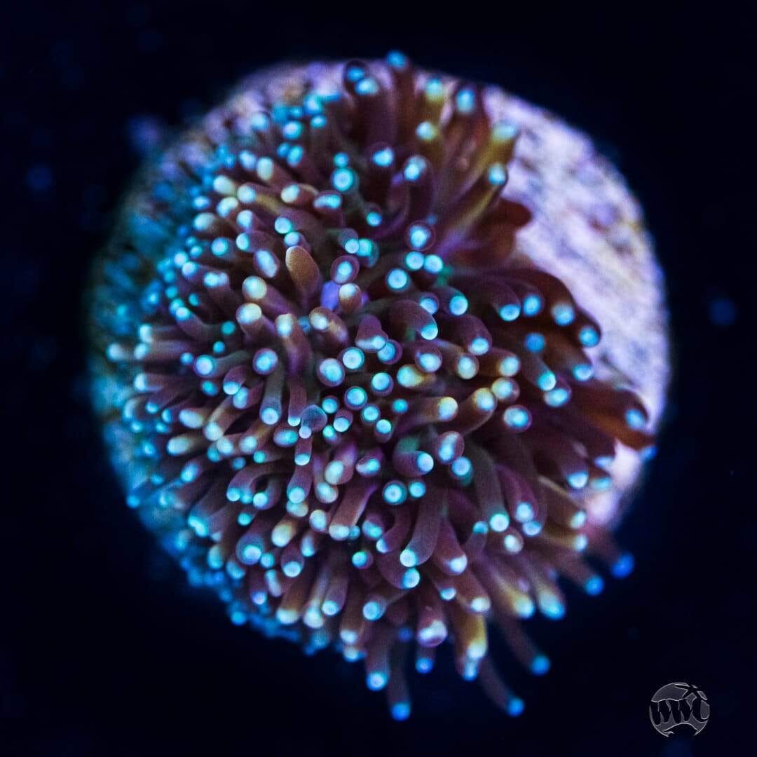 WWC Wolverine Galaxea Coral