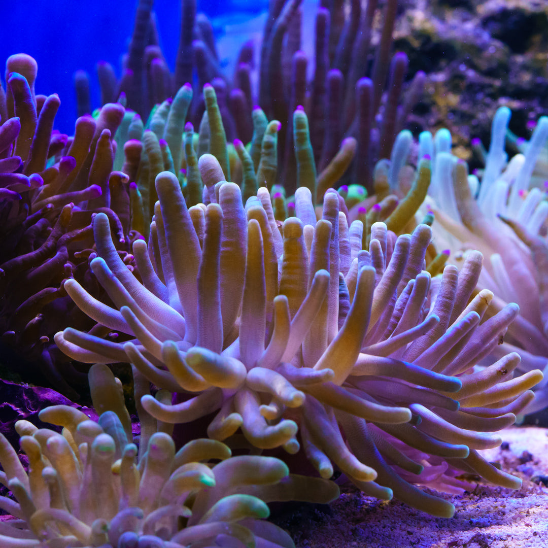 Condylactis Anemone - Daylight Photo