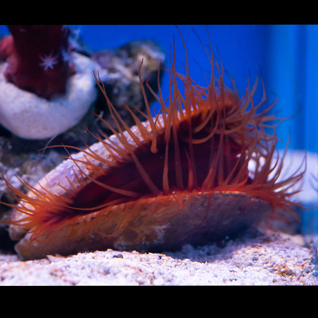 Flame Scallop - Daylight Photo