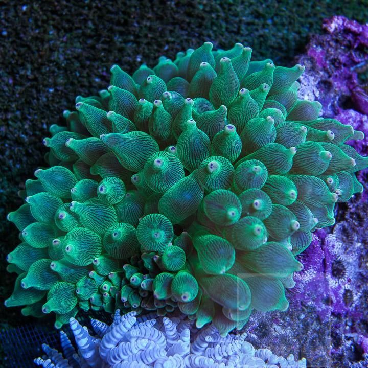 Green Bubble Tip Anemone
