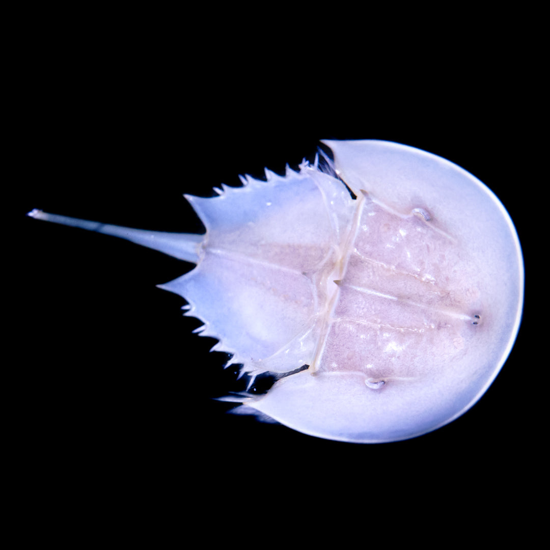 Horseshoe Crab - Daylight Photo